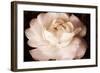 Ranunculus VI-Christine Zalewski-Framed Art Print