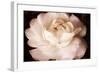 Ranunculus VI-Christine Zalewski-Framed Art Print