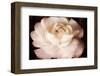 Ranunculus VI-Christine Zalewski-Framed Art Print