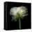 Ranunculus White-Magda Indigo-Framed Stretched Canvas