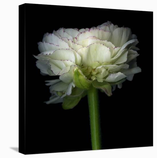 Ranunculus White-Magda Indigo-Stretched Canvas