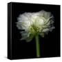 Ranunculus White-Magda Indigo-Framed Stretched Canvas