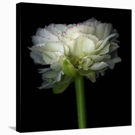 Ranunculus White-Magda Indigo-Stretched Canvas