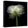 Ranunculus White-Magda Indigo-Framed Stretched Canvas