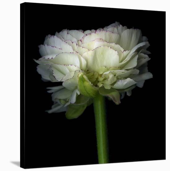 Ranunculus White-Magda Indigo-Stretched Canvas