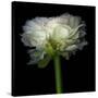Ranunculus White-Magda Indigo-Stretched Canvas