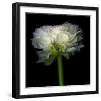 Ranunculus White-Magda Indigo-Framed Photographic Print