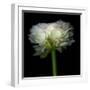 Ranunculus White-Magda Indigo-Framed Photographic Print