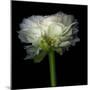 Ranunculus White-Magda Indigo-Mounted Photographic Print