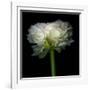 Ranunculus White-Magda Indigo-Framed Photographic Print