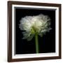 Ranunculus White-Magda Indigo-Framed Photographic Print