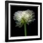 Ranunculus White-Magda Indigo-Framed Photographic Print