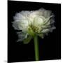 Ranunculus White-Magda Indigo-Mounted Photographic Print