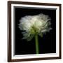 Ranunculus White-Magda Indigo-Framed Photographic Print