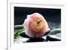 Ranunculus with Therapy Stones-crystalfoto-Framed Photographic Print