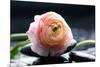 Ranunculus with Therapy Stones-crystalfoto-Mounted Photographic Print