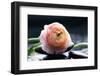 Ranunculus with Therapy Stones-crystalfoto-Framed Photographic Print