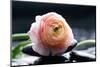 Ranunculus with Therapy Stones-crystalfoto-Mounted Photographic Print