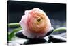 Ranunculus with Therapy Stones-crystalfoto-Stretched Canvas