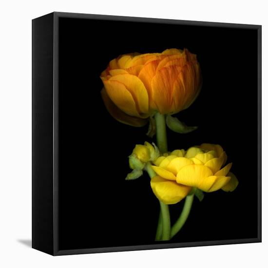 Ranunculus Yellow and Orange-Magda Indigo-Framed Stretched Canvas