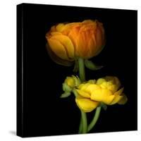 Ranunculus Yellow and Orange-Magda Indigo-Stretched Canvas