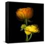 Ranunculus Yellow and Orange-Magda Indigo-Framed Stretched Canvas