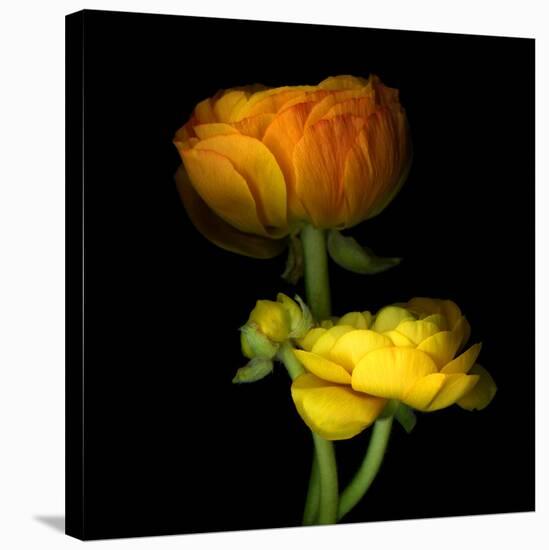 Ranunculus Yellow and Orange-Magda Indigo-Stretched Canvas