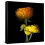 Ranunculus Yellow and Orange-Magda Indigo-Framed Stretched Canvas