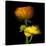 Ranunculus Yellow and Orange-Magda Indigo-Stretched Canvas