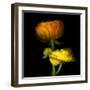 Ranunculus Yellow and Orange-Magda Indigo-Framed Premium Photographic Print