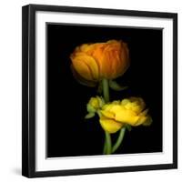 Ranunculus Yellow and Orange-Magda Indigo-Framed Premium Photographic Print