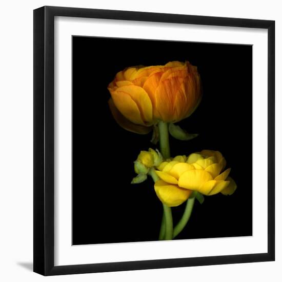 Ranunculus Yellow and Orange-Magda Indigo-Framed Premium Photographic Print