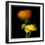 Ranunculus Yellow and Orange-Magda Indigo-Framed Premium Photographic Print