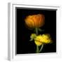 Ranunculus Yellow and Orange-Magda Indigo-Framed Premium Photographic Print