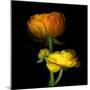 Ranunculus Yellow and Orange-Magda Indigo-Mounted Premium Photographic Print