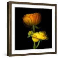 Ranunculus Yellow and Orange-Magda Indigo-Framed Photographic Print