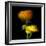 Ranunculus Yellow and Orange-Magda Indigo-Framed Photographic Print