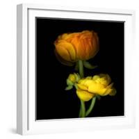 Ranunculus Yellow and Orange-Magda Indigo-Framed Photographic Print