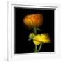 Ranunculus Yellow and Orange-Magda Indigo-Framed Photographic Print