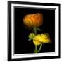 Ranunculus Yellow and Orange-Magda Indigo-Framed Photographic Print