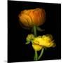 Ranunculus Yellow and Orange-Magda Indigo-Mounted Photographic Print