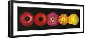 Ranunculus-Assaf Frank-Framed Giclee Print