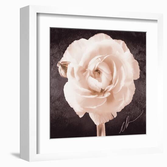 Ranunculus-Christine Zalewski-Framed Art Print