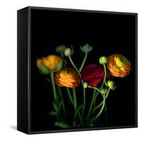 Ranunculus-Magda Indigo-Framed Stretched Canvas