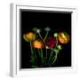 Ranunculus-Magda Indigo-Framed Photographic Print