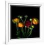 Ranunculus-Magda Indigo-Framed Photographic Print