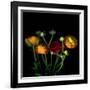 Ranunculus-Magda Indigo-Framed Photographic Print