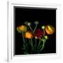 Ranunculus-Magda Indigo-Framed Photographic Print