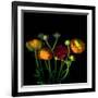 Ranunculus-Magda Indigo-Framed Photographic Print