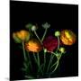 Ranunculus-Magda Indigo-Mounted Photographic Print